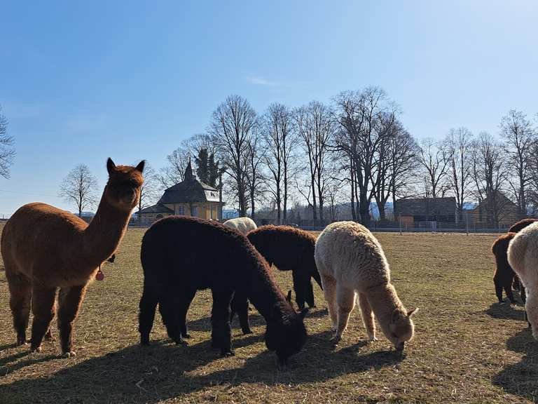 Krokusblüte & Affenstein-Blick thumbnail