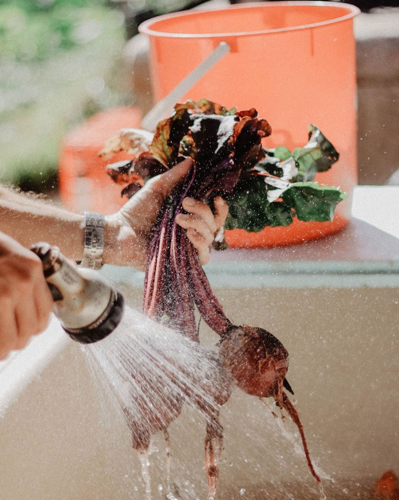 Did you know at SoireEstate property we have access to a farm to provide you with freshest ingredients for your special 
