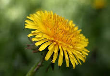 Some more detox TEA thumbnail