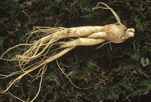 GINSENG!!! thumbnail