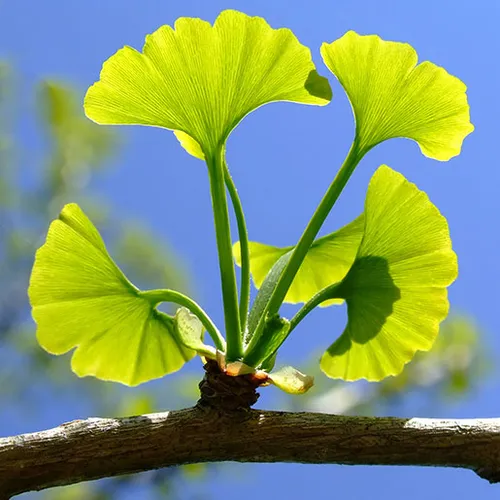 GINKO BILOBA!!! thumbnail