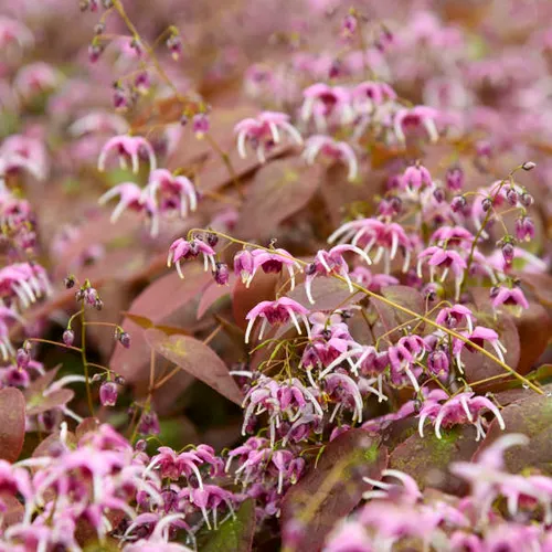 Epimedium!!! thumbnail