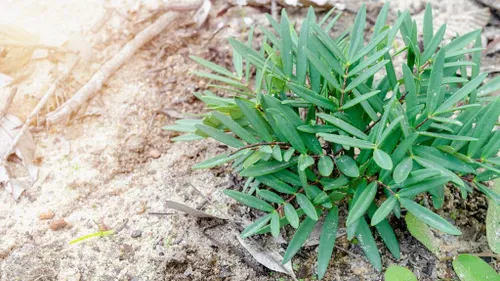 TONGKAT ALI thumbnail