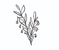 Arkitekttegninger, vilde haveplaner og idéskitser thumbnail