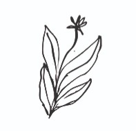 Stedvis er 'Vild med Vilje'  thumbnail