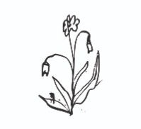 second.garden: Kh Forsømt Have thumbnail