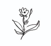 ARTIKEL: Camillas have er vild med vilje og god til vand thumbnail