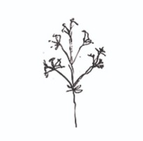 ARTIKEL: Den økologiske krise er et æststisk problem thumbnail