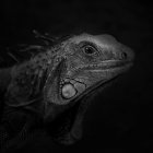 ezpassmaco - Awwwards thumbnail