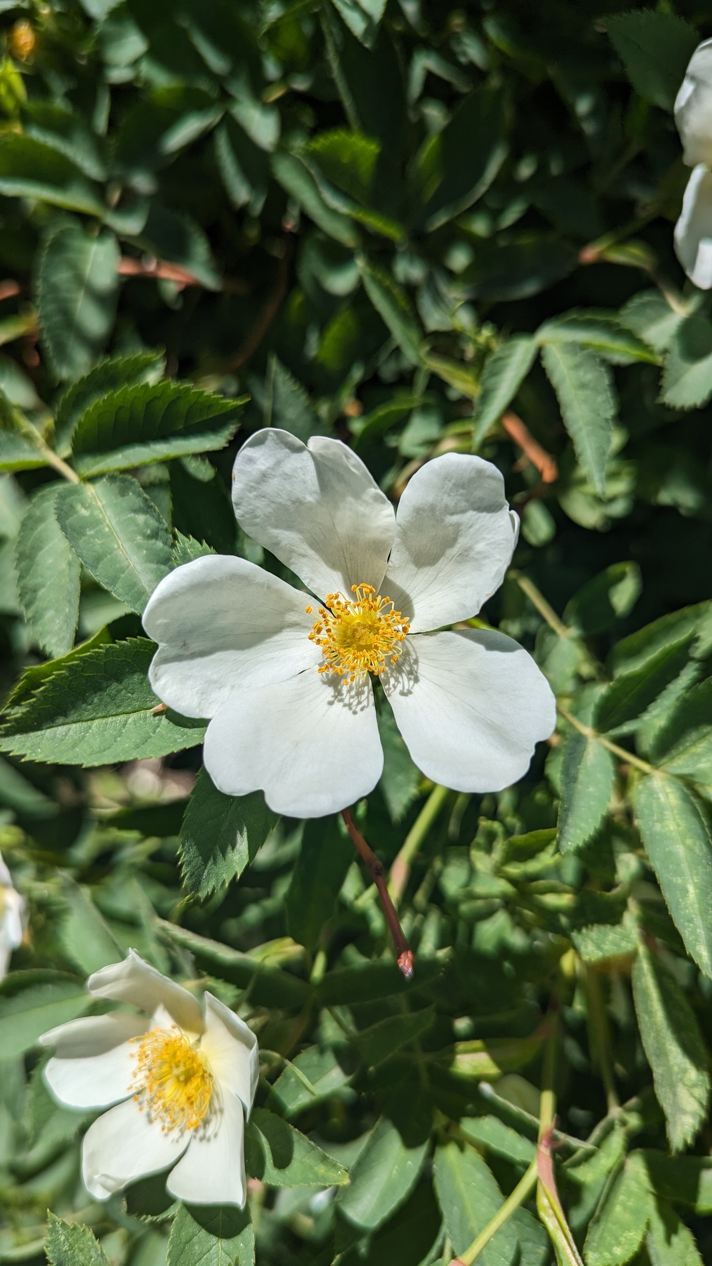 Insight Timer thumbnail