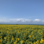 丘の駅ひまわりフォトコン概要 thumbnail