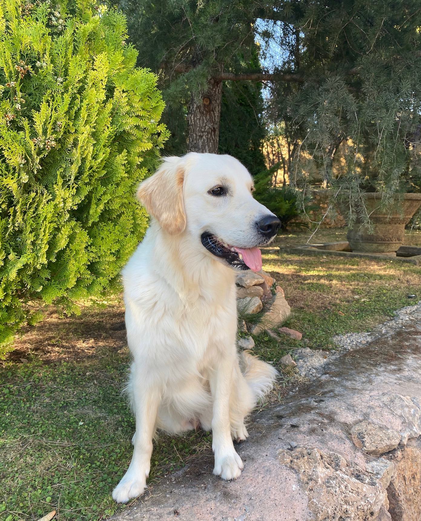 Nuestra querida perrita, se nos cae la baba con ella 🤤