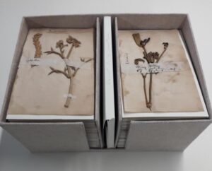 Restauration de l'herbier du père soulié thumbnail