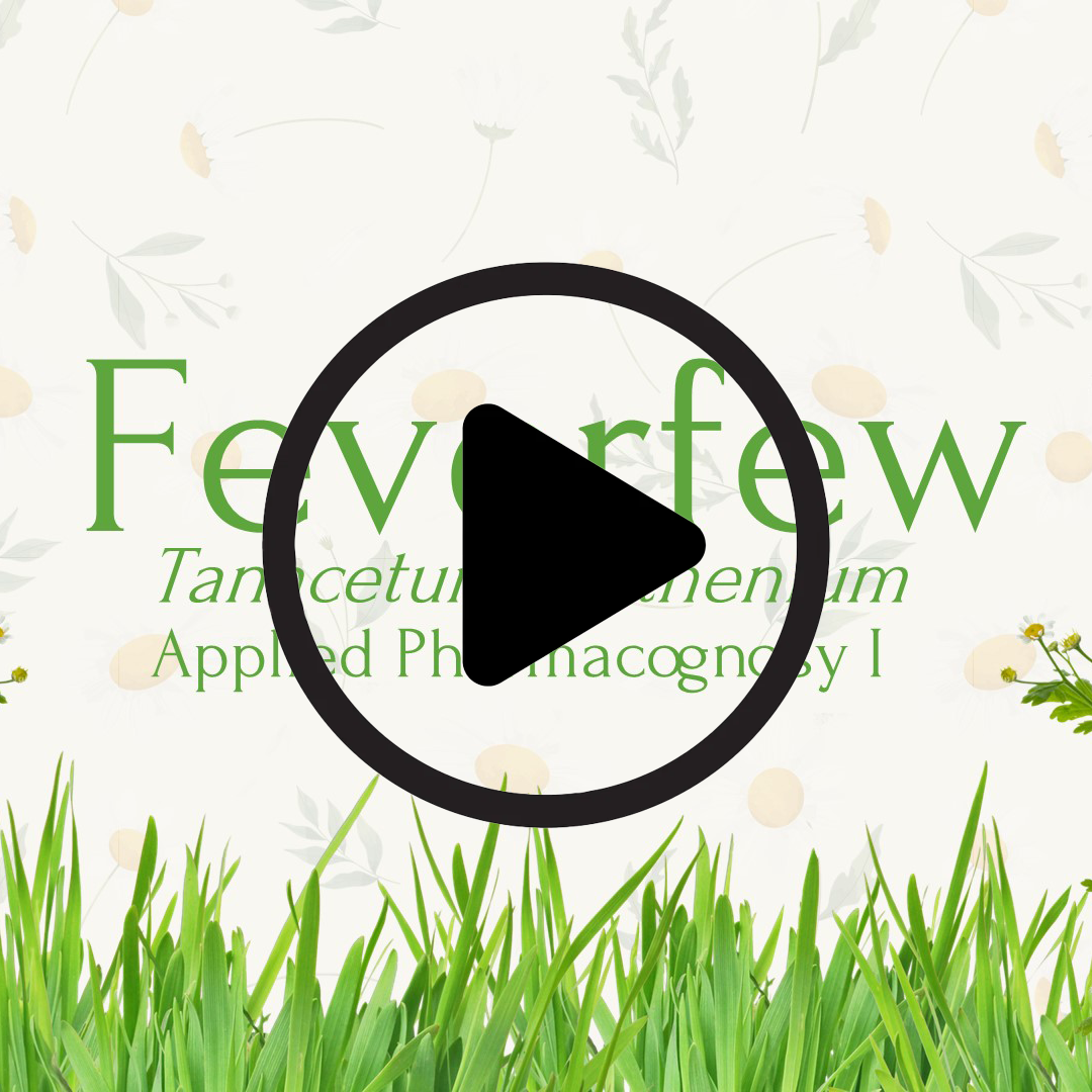 برزنتيشن الاقحوان thumbnail