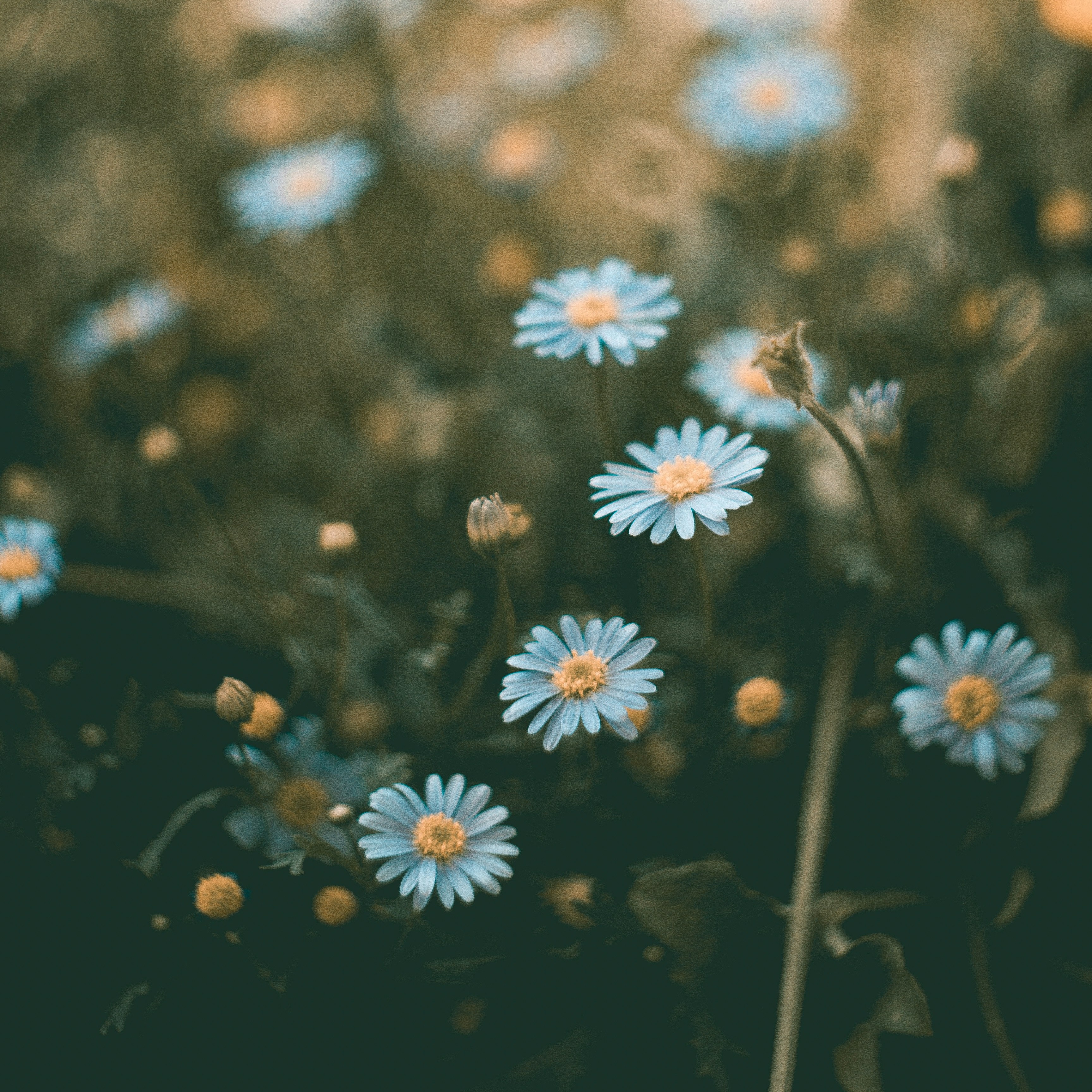 Return to Inner Peace and Health thumbnail