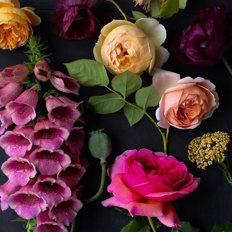 My Botanical World  thumbnail