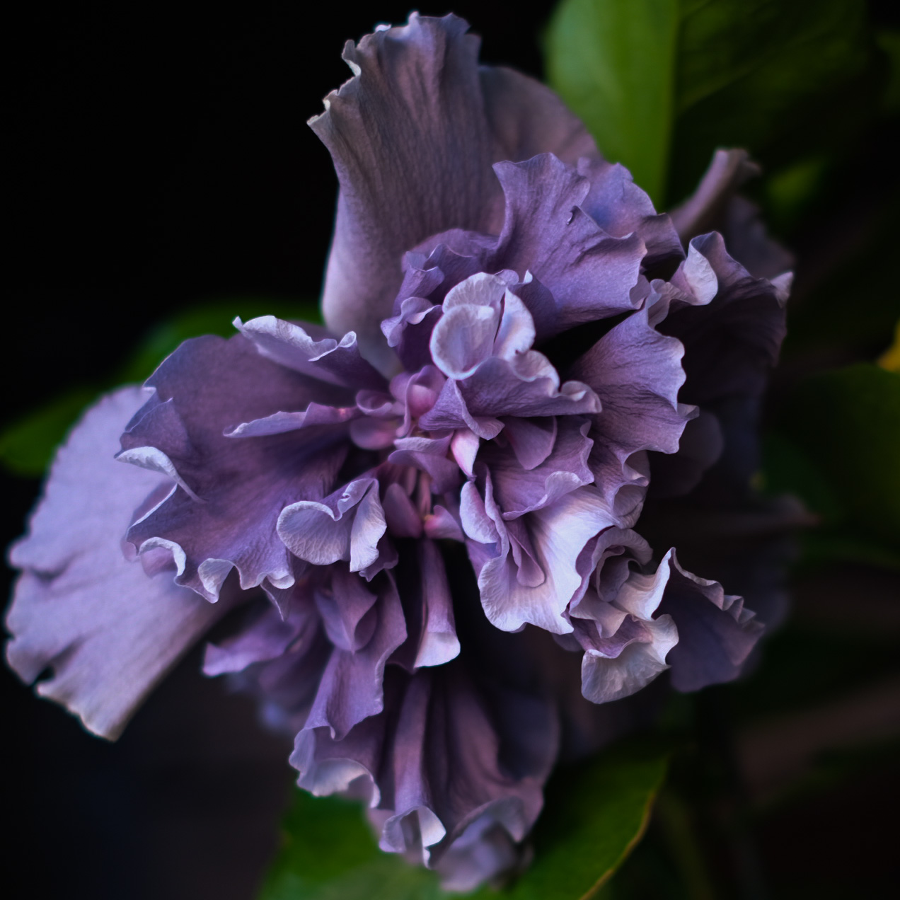 Join Us: Letters from the Garden  thumbnail