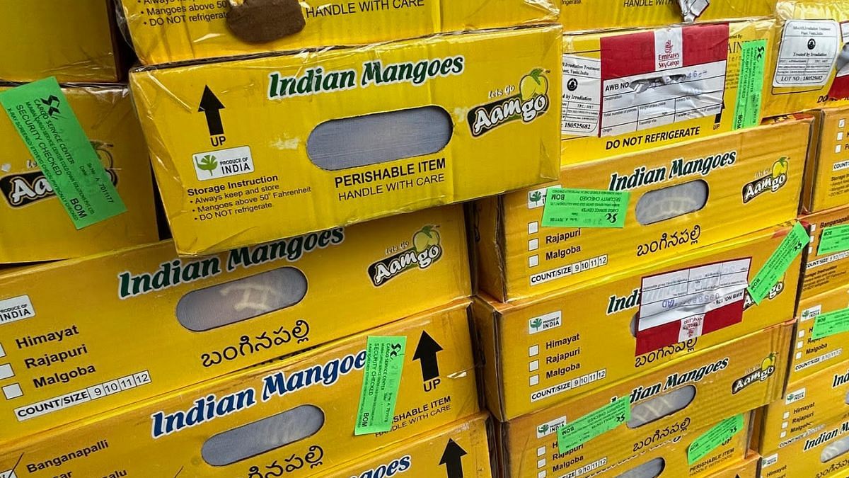 Indian mangoes land in America and become 'ticking time bombs' thumbnail