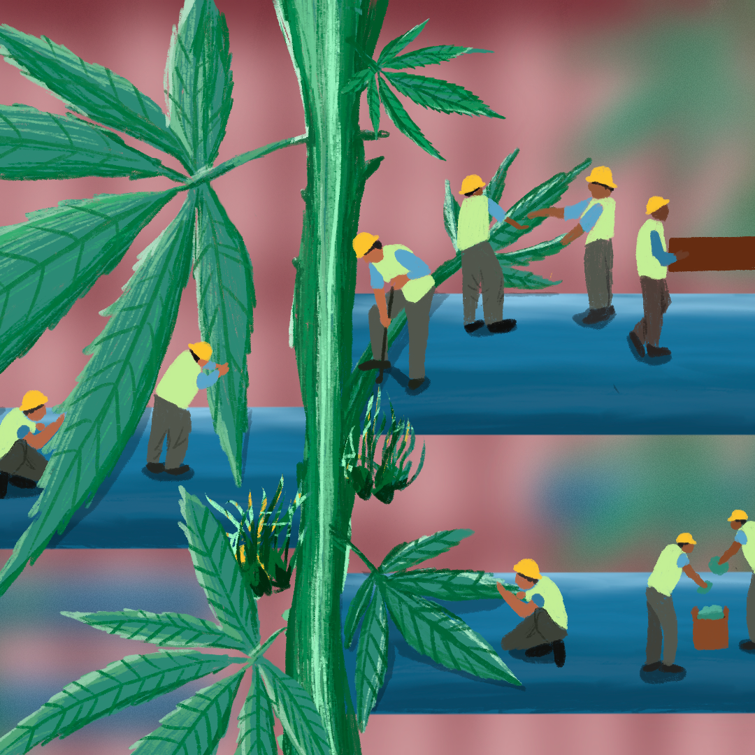 India's Cannabis Conundrum - The Plank thumbnail
