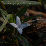 pinterest  thumbnail