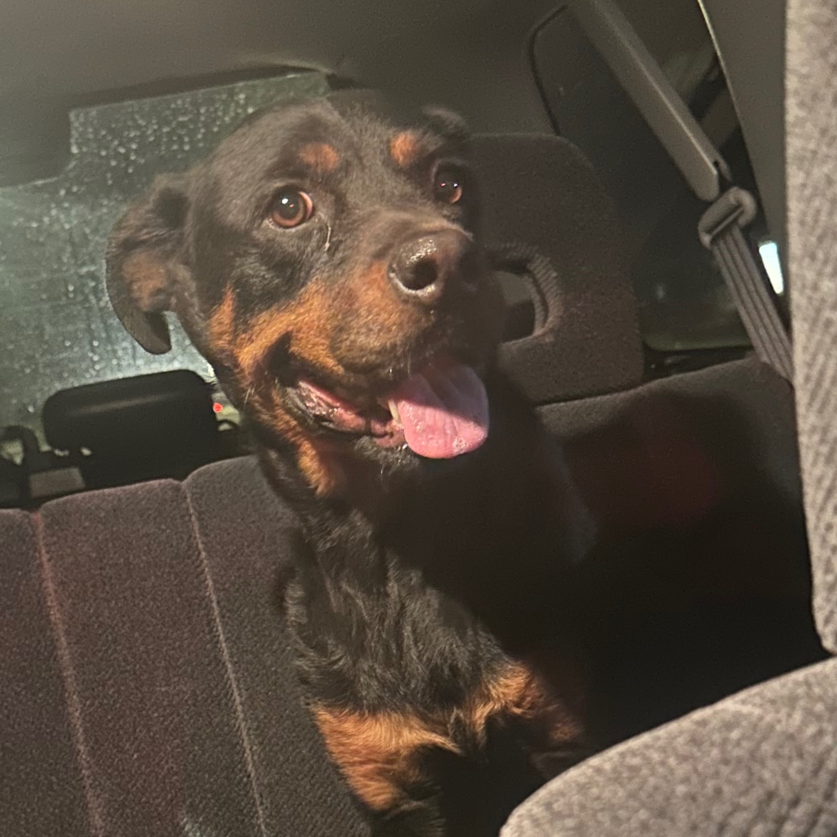 For Sammy 🐶 Amazon Wish List thumbnail