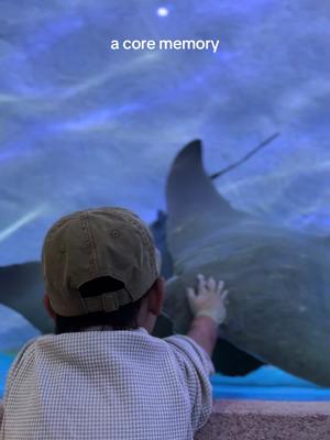 His little comments 🥹 Wolf was the chosen boy by the cownose rays @Georgia Aquarium #cownoseray #georgiaaquarium #coreme