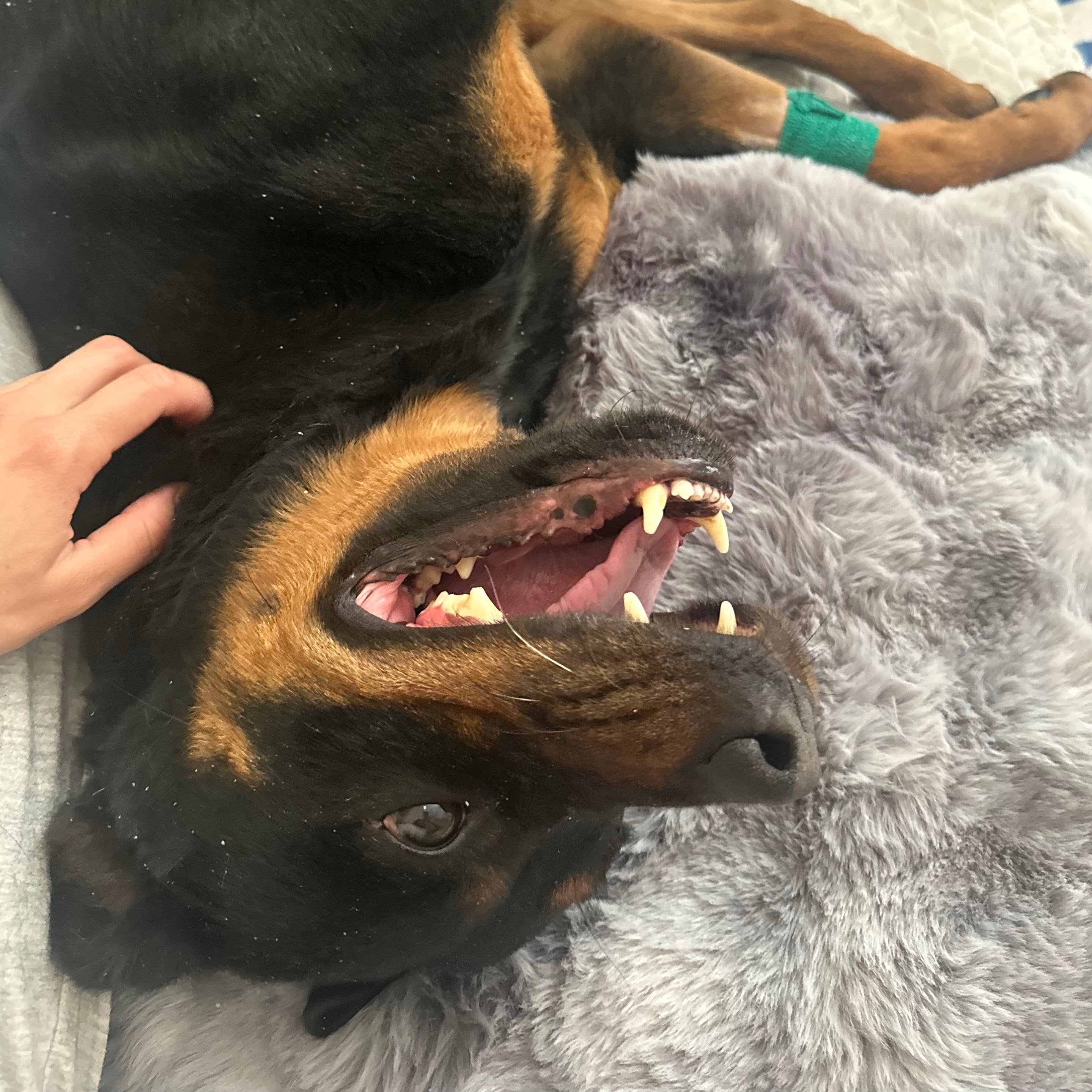 Sammy’s Godundme thumbnail