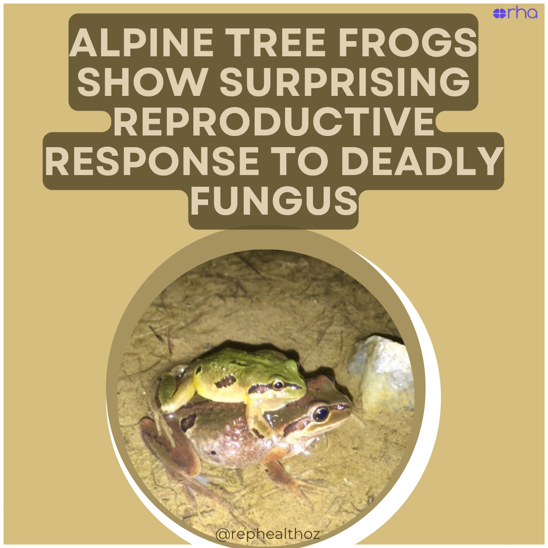 Devastating disease can cause increased breeding effort and success that improves population resilience thumbnail