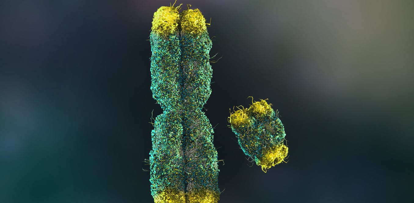 Men are slowly losing their Y chromosome, but a new sex gene discovery in spiny rats brings hope for humanity thumbnail