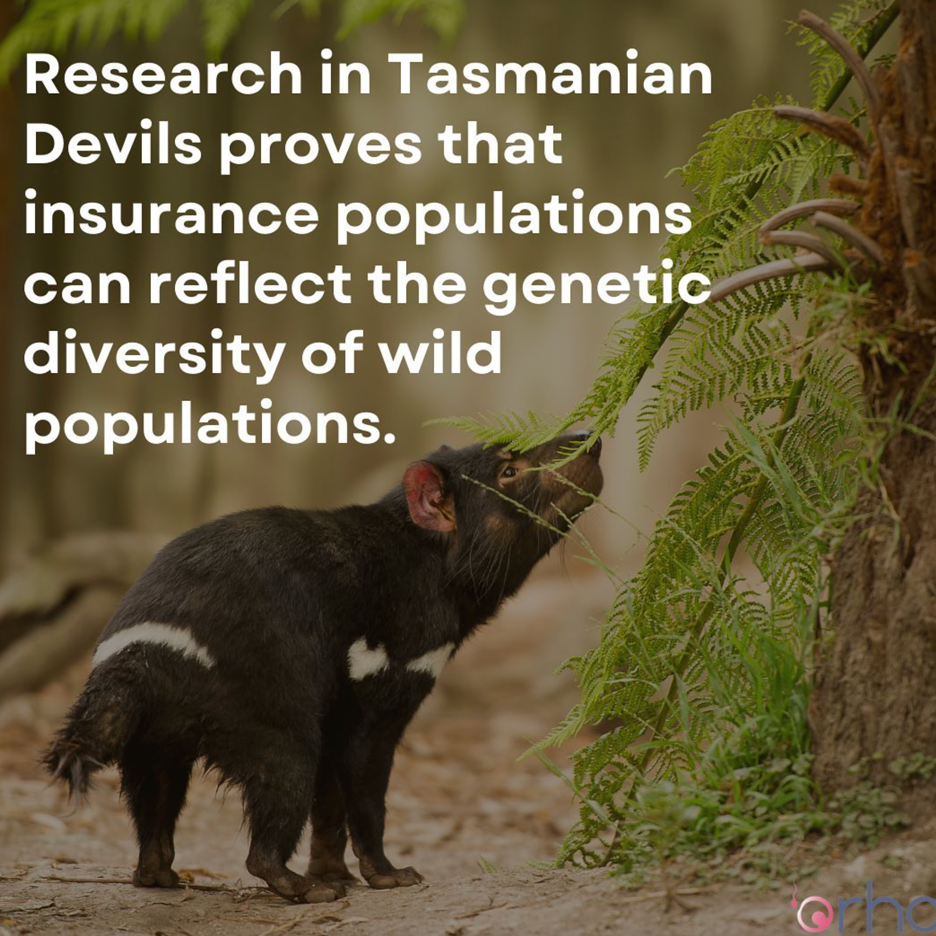 Restoring faith in conservation action: Maintaining wild genetic diversity through the Tasmanian devil insurance program thumbnail