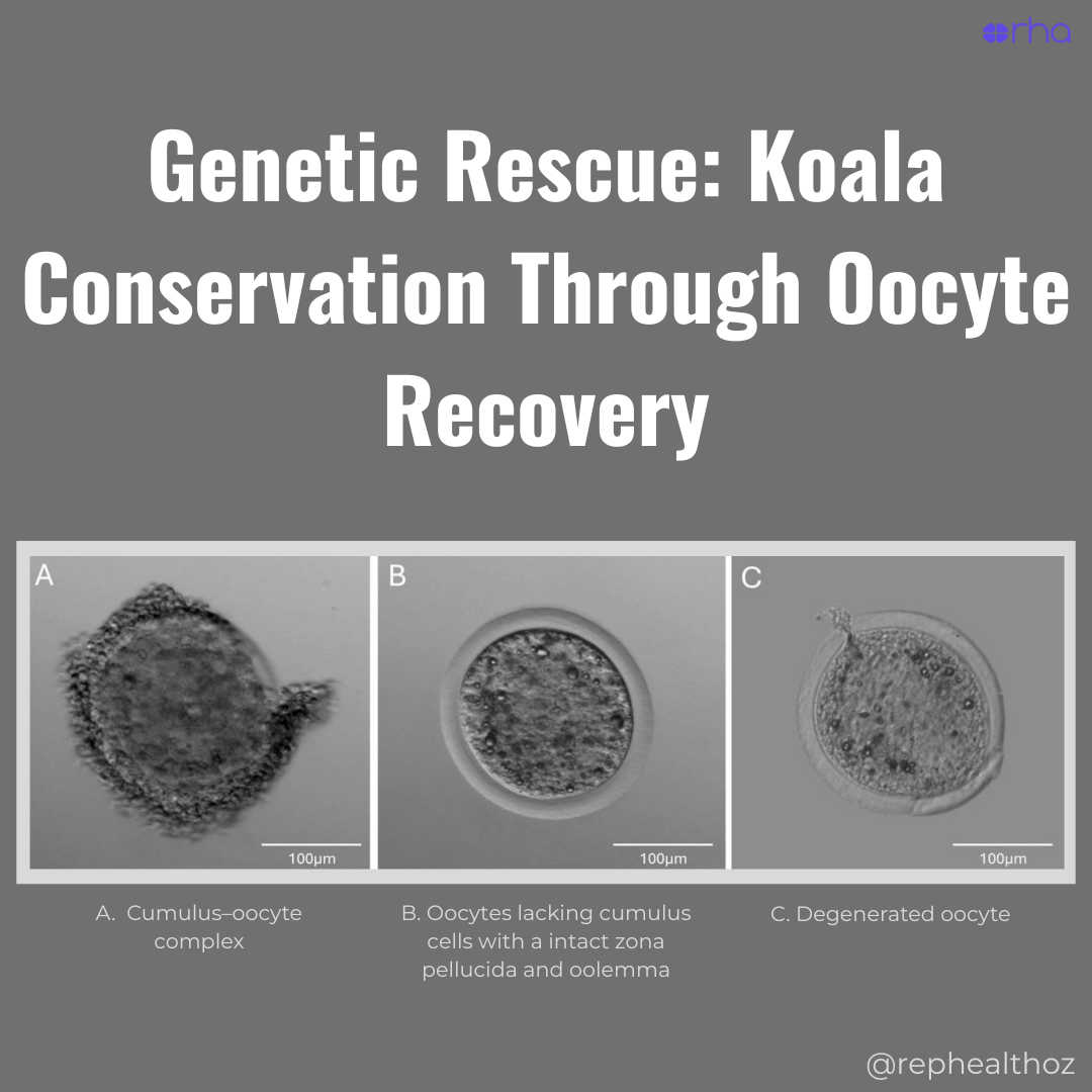 
            Evidence of Folliculogenesis and the Potential of Oocyte Recovery from Koalas with Different Levels of Reproductive Pathology - PMC
         thumbnail