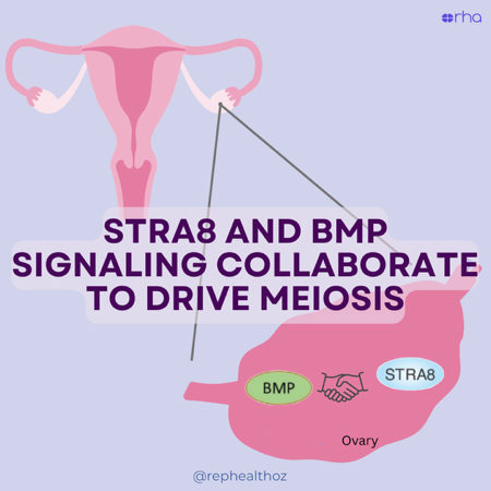 BMP and STRA8 act collaboratively to ensure correct mitotic-to-meiotic transition in the fetal mouse ovary thumbnail