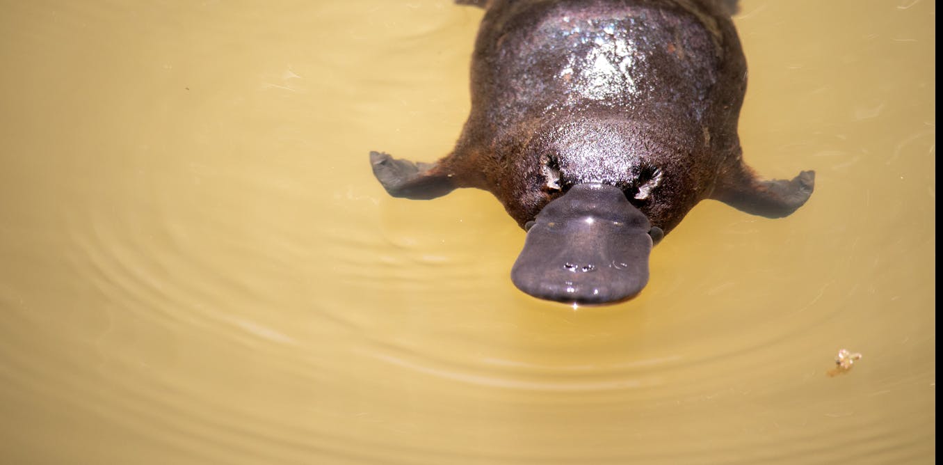 Australia's next government must tackle our collapsing ecosystems and extinction crisis thumbnail