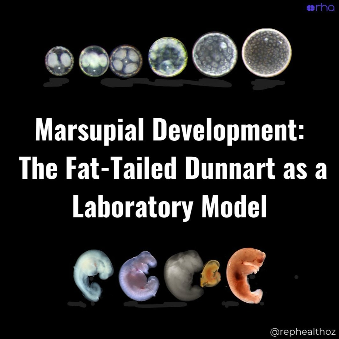 Embryology of the fat‐tailed dunnart (Sminthopsis crassicaudata): A marsupial model for comparative mammalian developmental and evolutionary biology thumbnail
