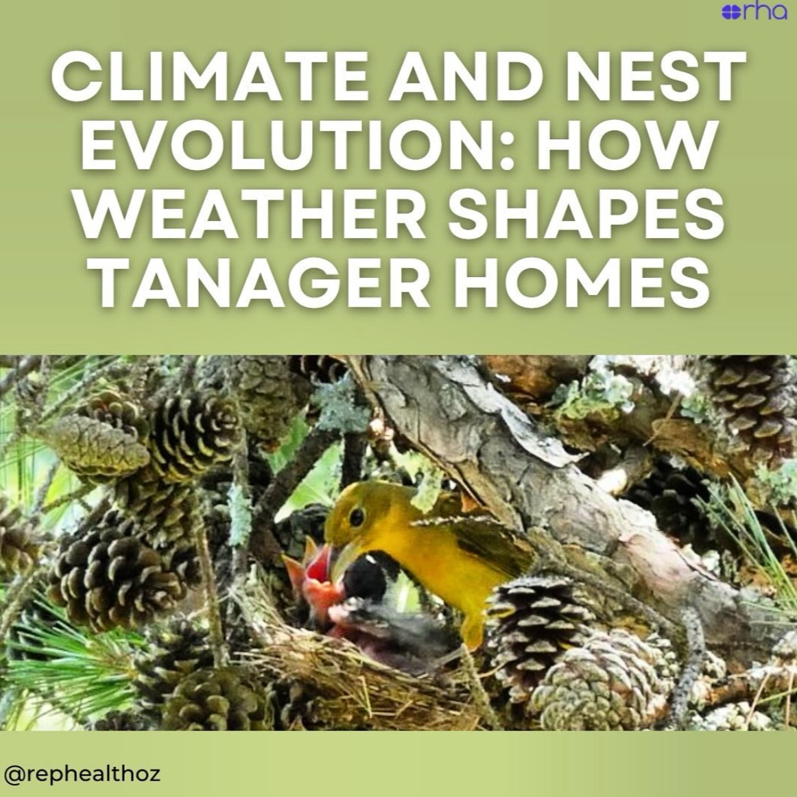 The role of climatic variables on nest evolution in tanagers thumbnail