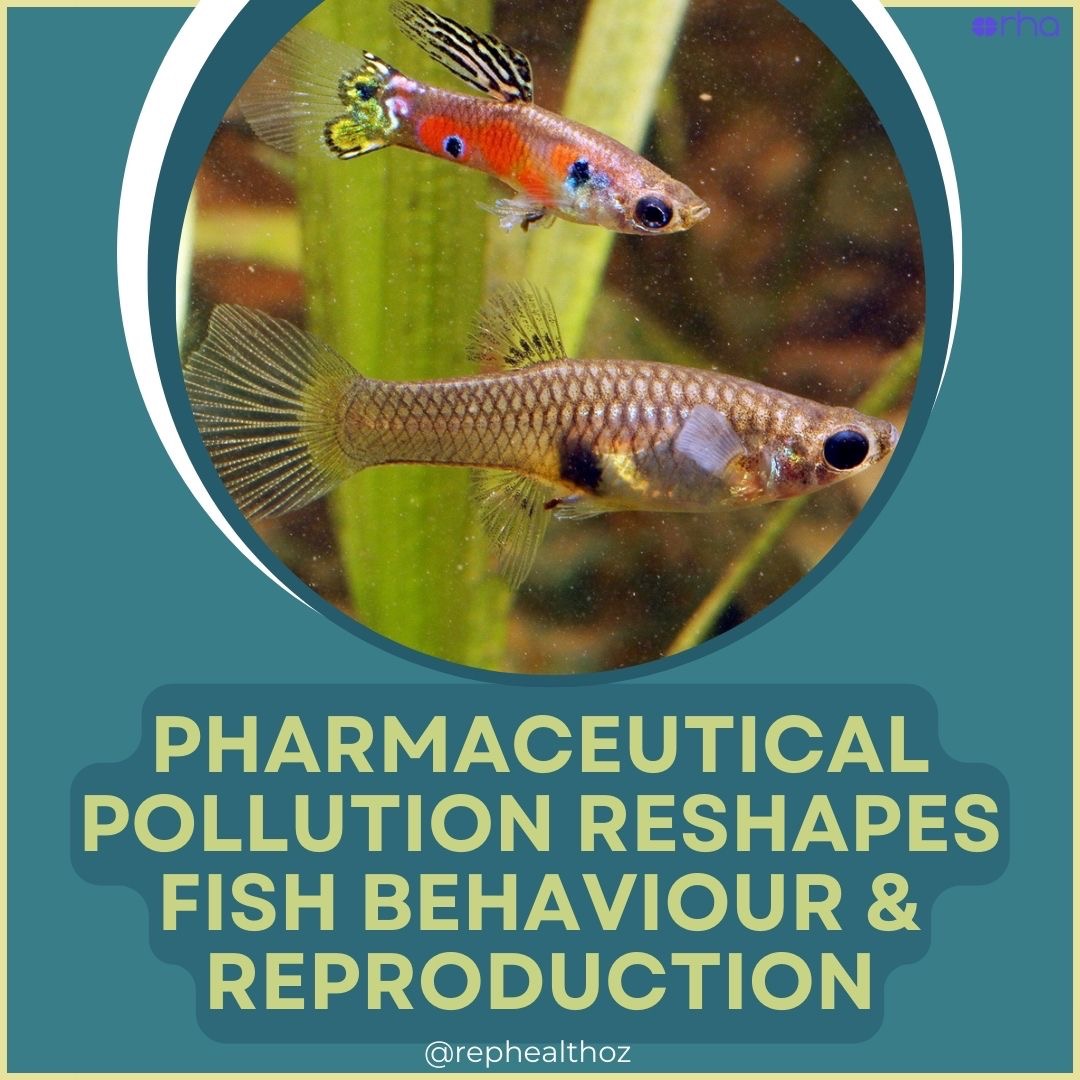 Long-term effects of widespread pharmaceutical pollution on trade-offs between behavioural, life-history and reproductive traits in fish thumbnail