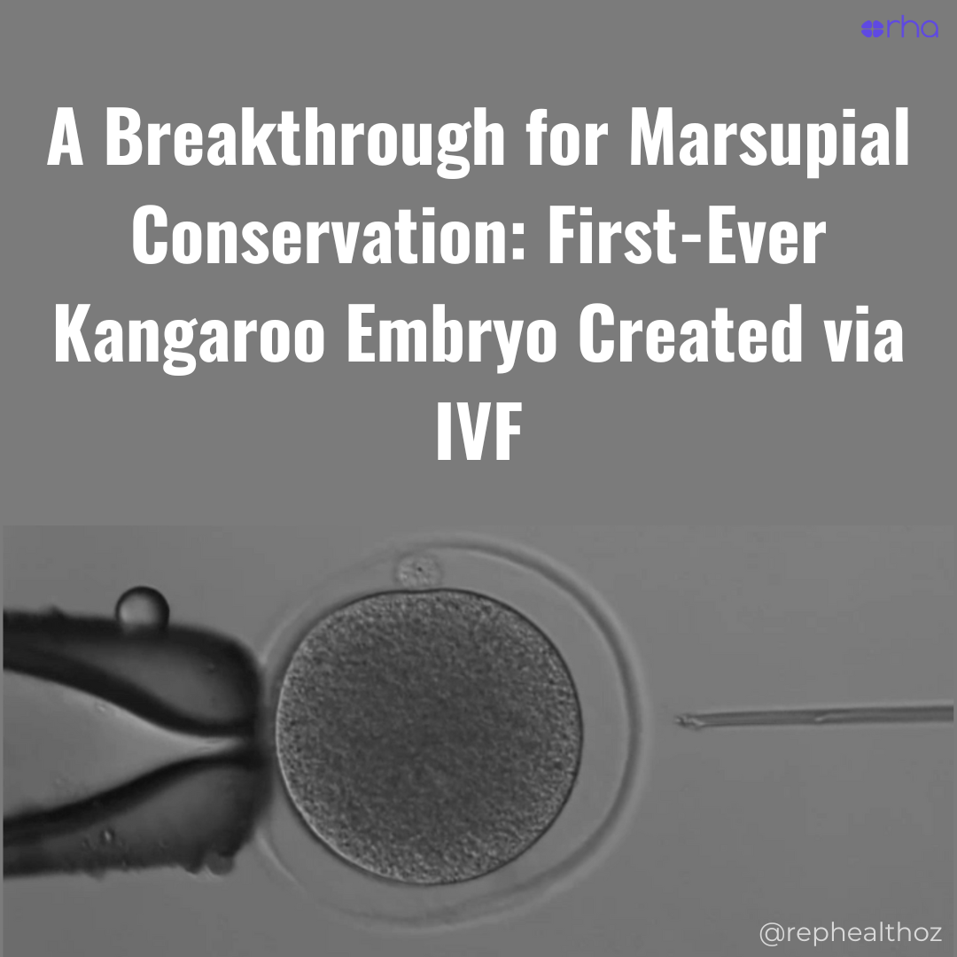 Scientists have successfully produced the first kangaroo embryo through IVF thumbnail