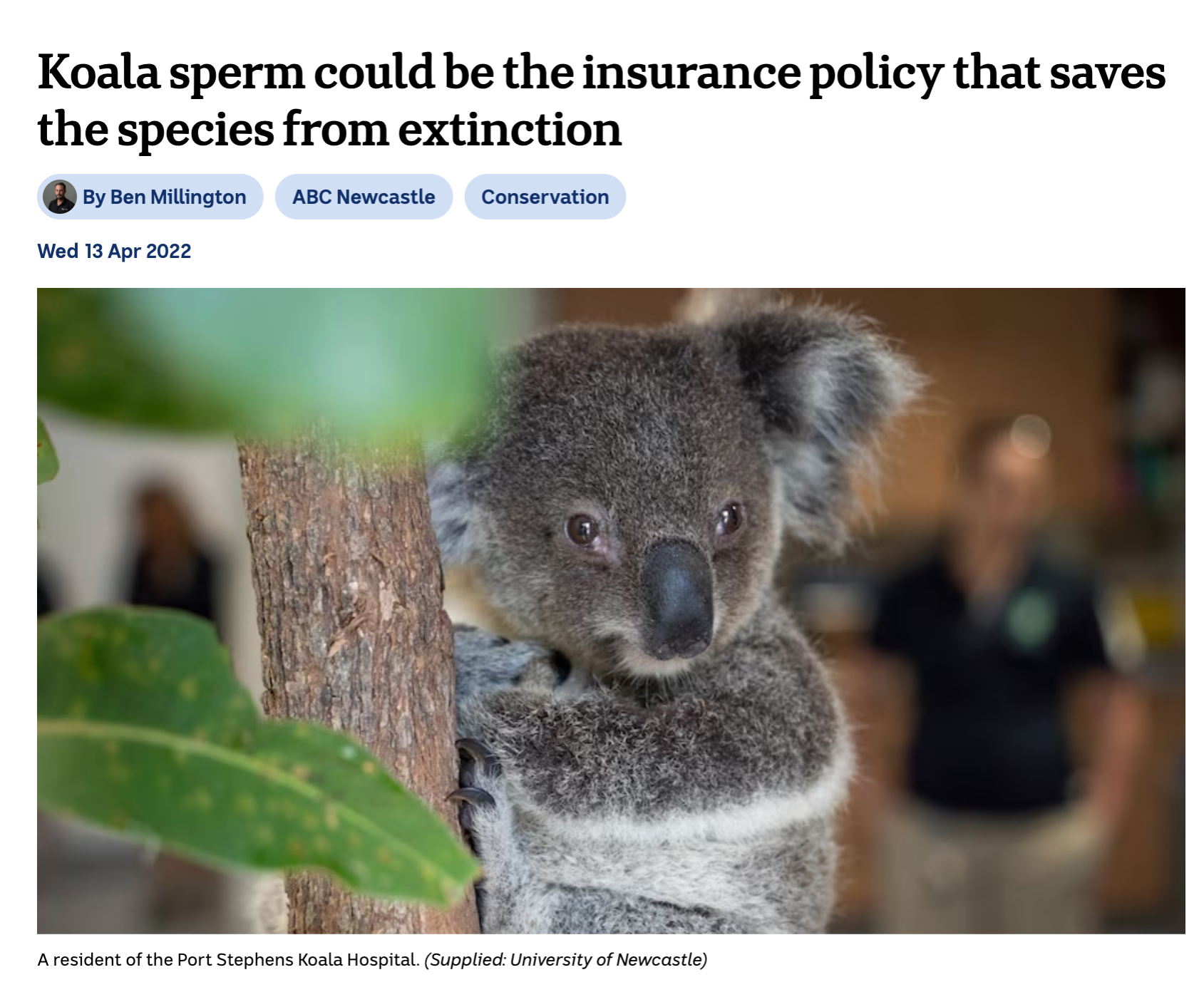 Why collecting koala sperm could be the answer to saving the species thumbnail