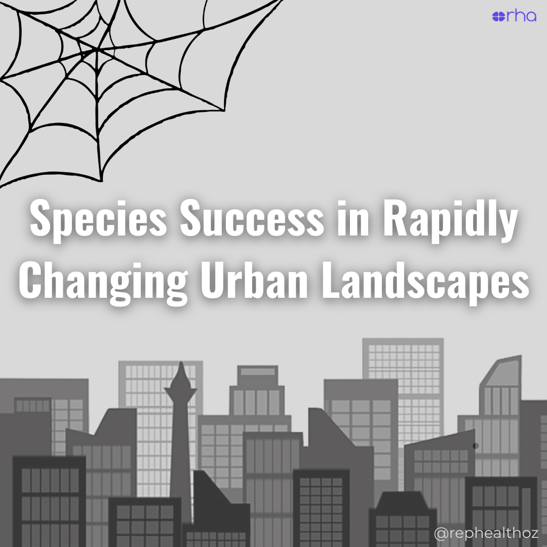 Exploring the Factors Driving the Success of Urban-Exploiting Spiders thumbnail