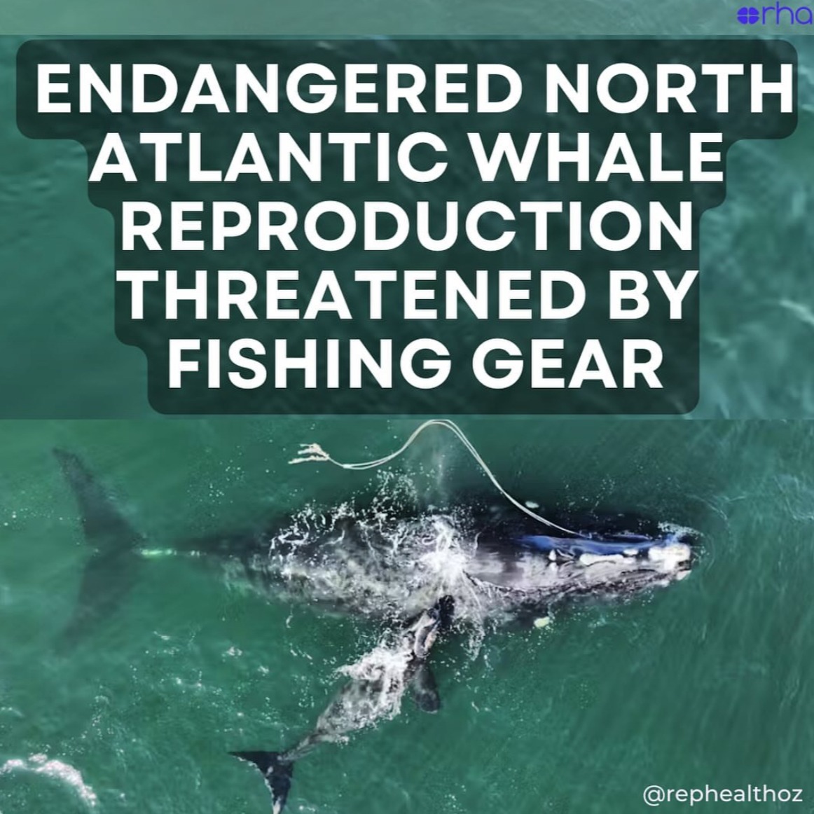 Disentangling the influence of entanglement on recruitment in North Atlantic right whales | Proceedings of the Royal Society B: Biological Sciences thumbnail