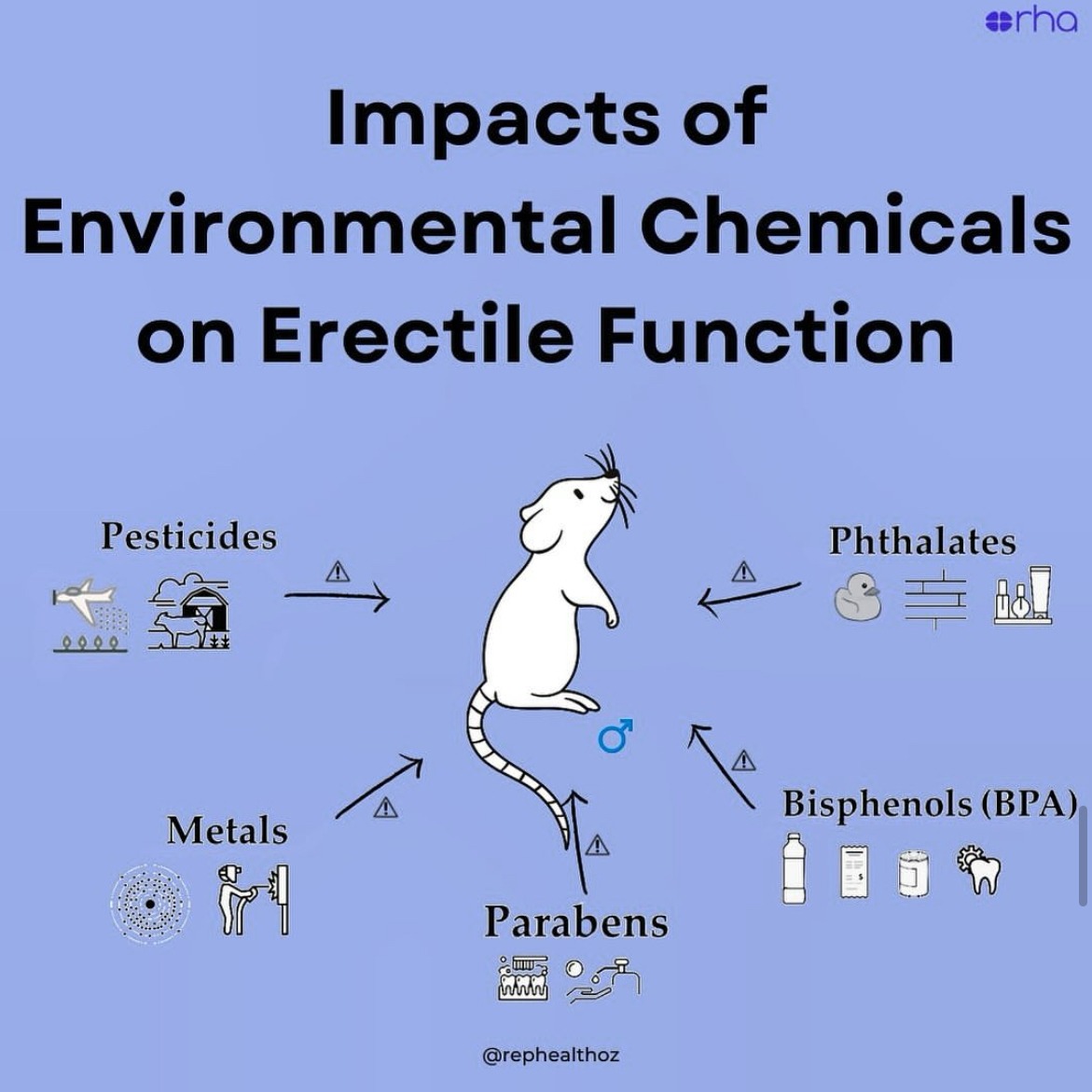 Estrogenic endocrine disruptor exposure directly impacts erectile function thumbnail