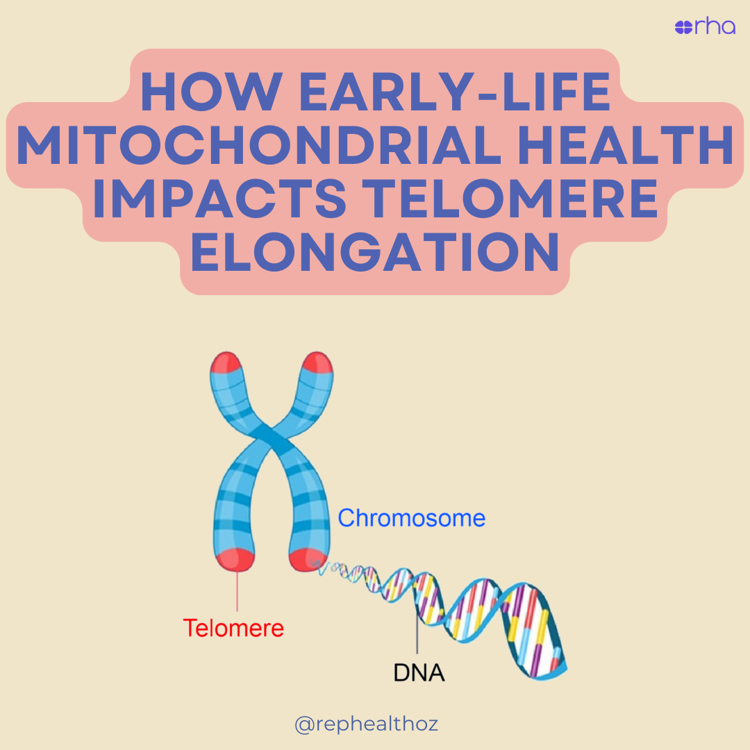 Telomere length in offspring is determined by mitochondrial-nuclear communication at fertilization thumbnail