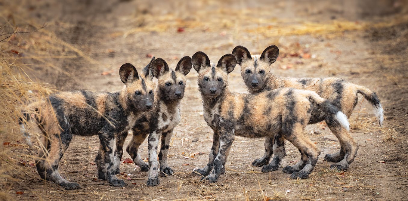 African wild dogs will soon have their own sperm bank – how artificial breeding will help them survive thumbnail