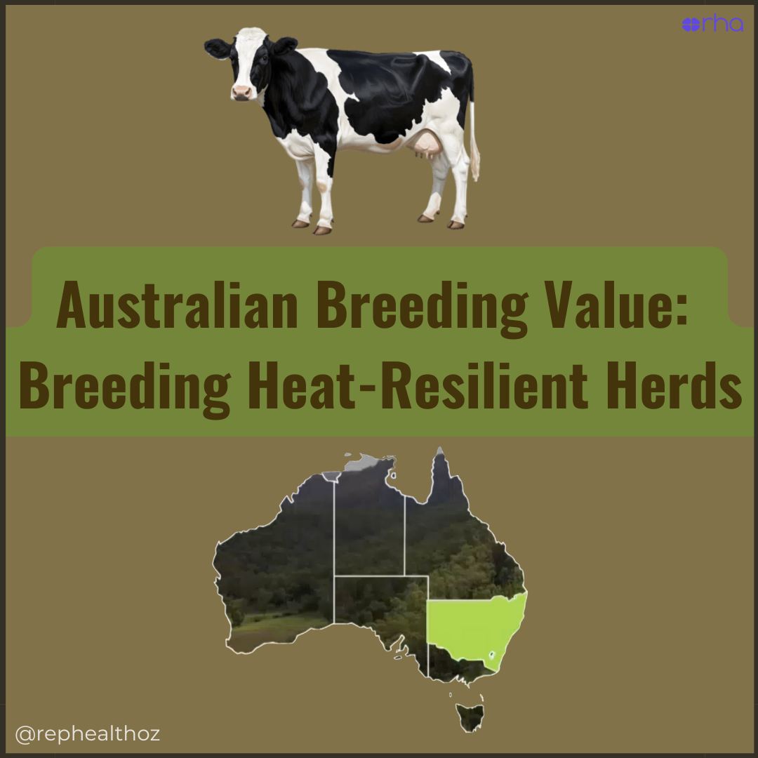 Farmer breeds heat tolerant cows thanks to Australian invention thumbnail