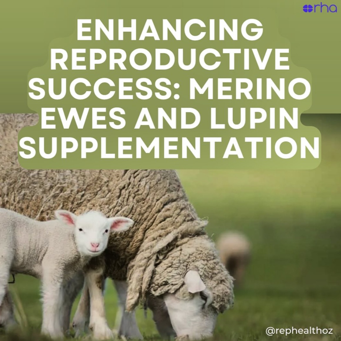 Using lupins and the ram effect to improve reproductive performance in Merino ewes in southern Australia thumbnail