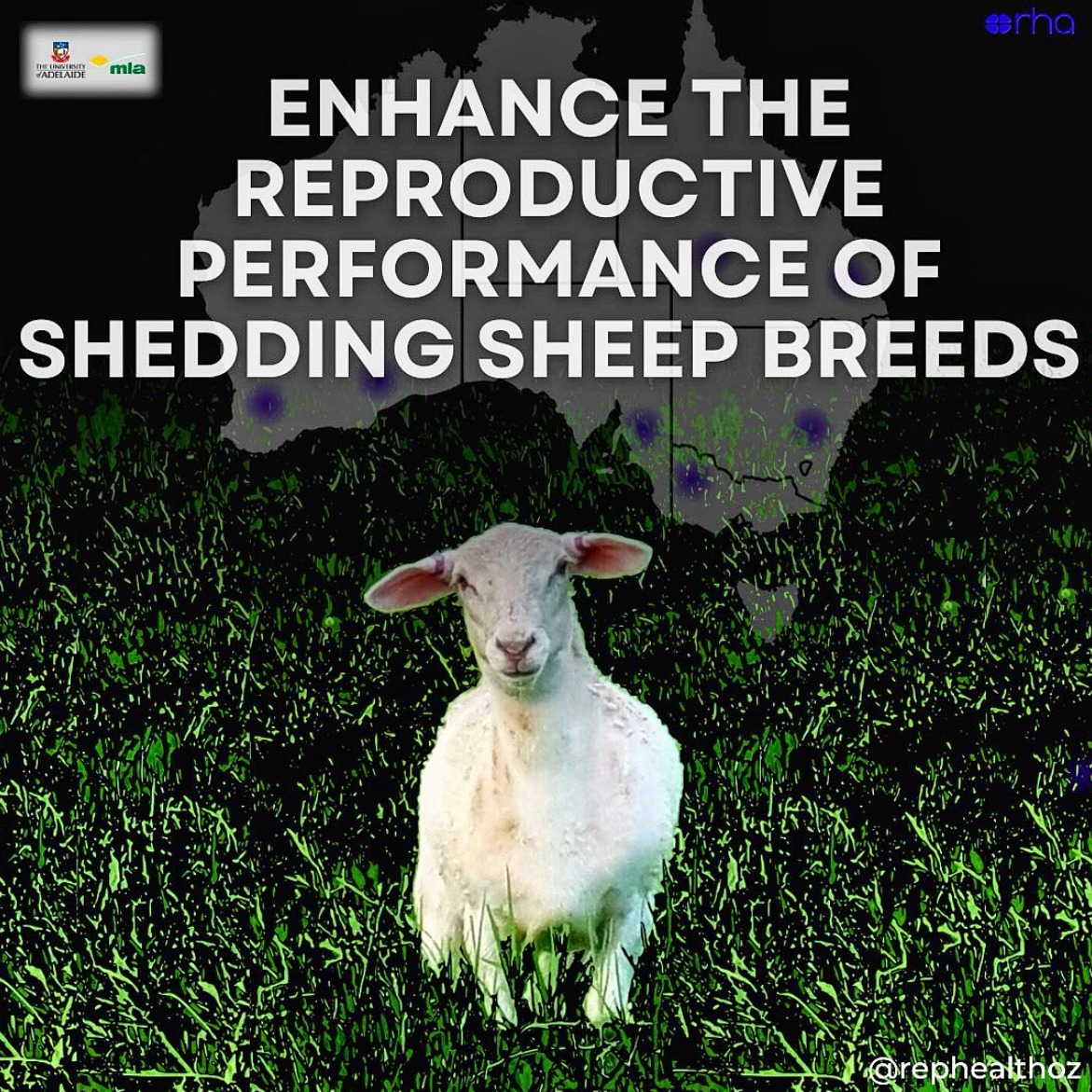 Shedding Sheep | Meat & Livestock Australia thumbnail