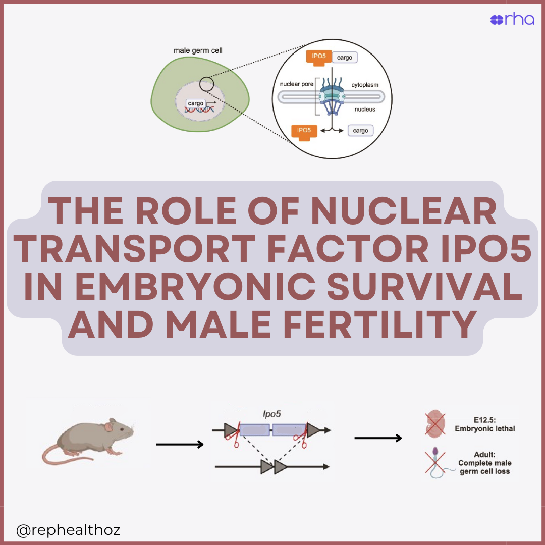 The nuclear transport factor IPO5 revealed as a critical mediator of male germline development thumbnail