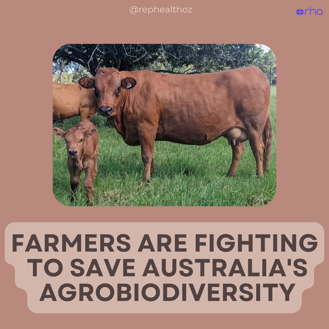 Hundreds of livestock breeds have gone extinct – but some Australian farmers are keeping endangered breeds alive thumbnail