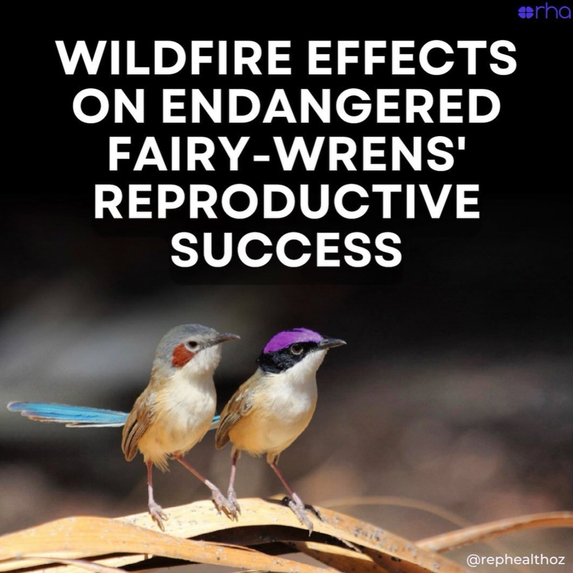 Low‐ and high‐intensity fire in the riparian savanna: Demographic impacts in an avian model species and implications for ecological fire management thumbnail