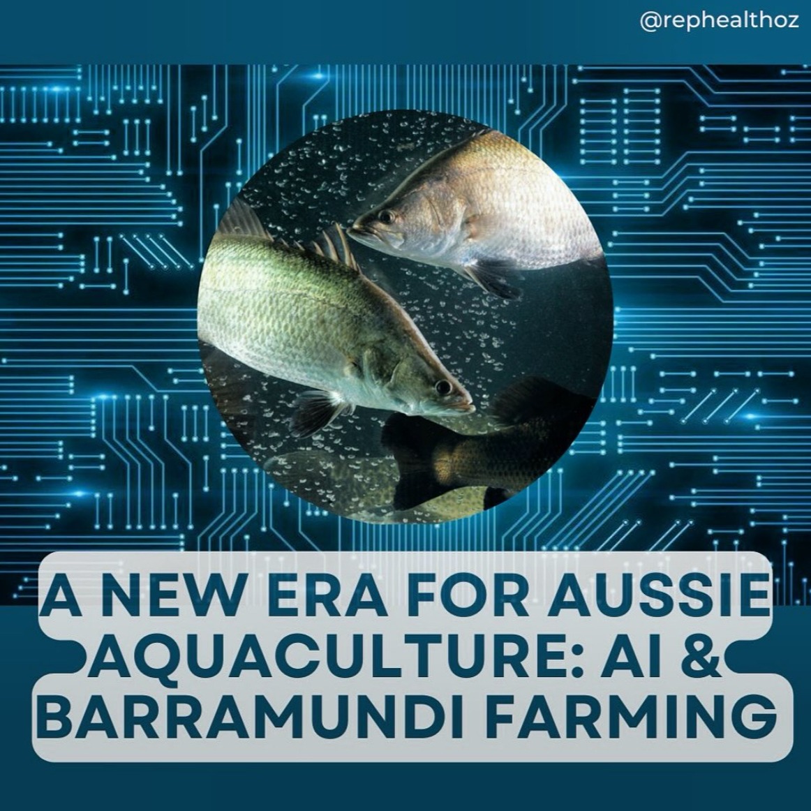 AI to revolutionise barramundi farming thumbnail